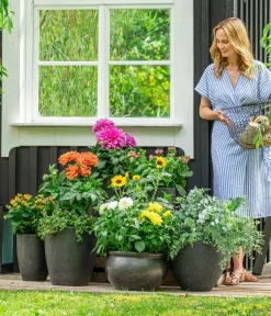 Dehner Terrassenpflanzen|Sommerblumen > Premium Dahlie