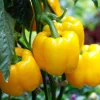 Dehner Gemüsesamen - Premium Samen Block-Paprika 'Fiësta F1'