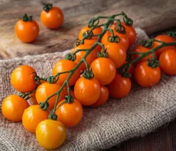 Dehner Gemüsesamen > Premium Samen Cherrytomate 'Sungold F1'
