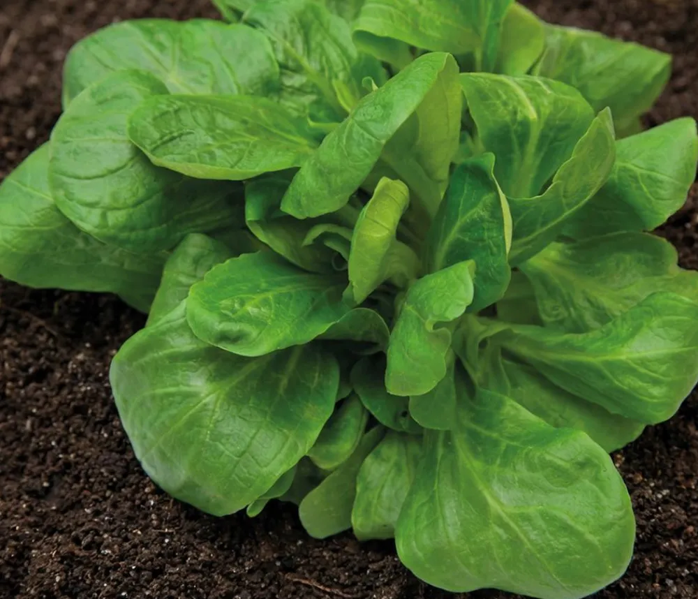Dehner Premium Samen Feldsalat 'Elan' Best