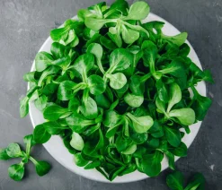 Dehner Gemüsesamen - Premium Samen Feldsalat 'Vit'