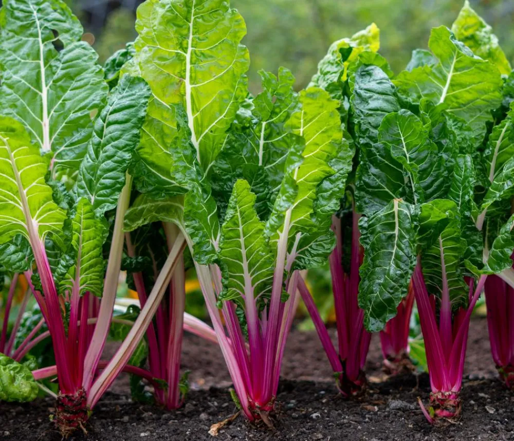 Dehner Kräutersamen > Premium Samen Mangold 'Peppermint'