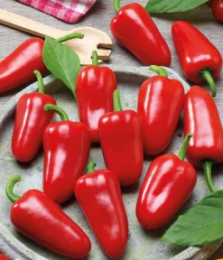 Dehner Gemüsesamen > Premium Samen Mini-Paprika 'Snacking red F1'