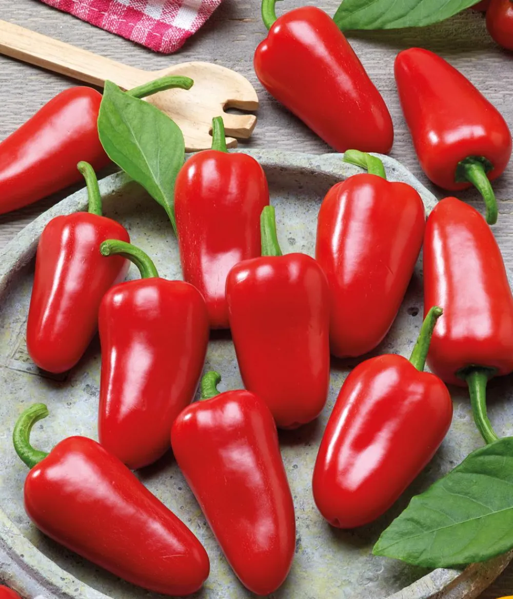 Dehner Gemüsesamen > Premium Samen Mini-Paprika 'Snacking red F1'