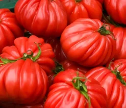 Dehner Gemüsesamen > Premium Samen Ochsenherztomate 'Liguria'