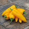 Dehner Premium Samen Spitzpaprika 'Ora Long' Online