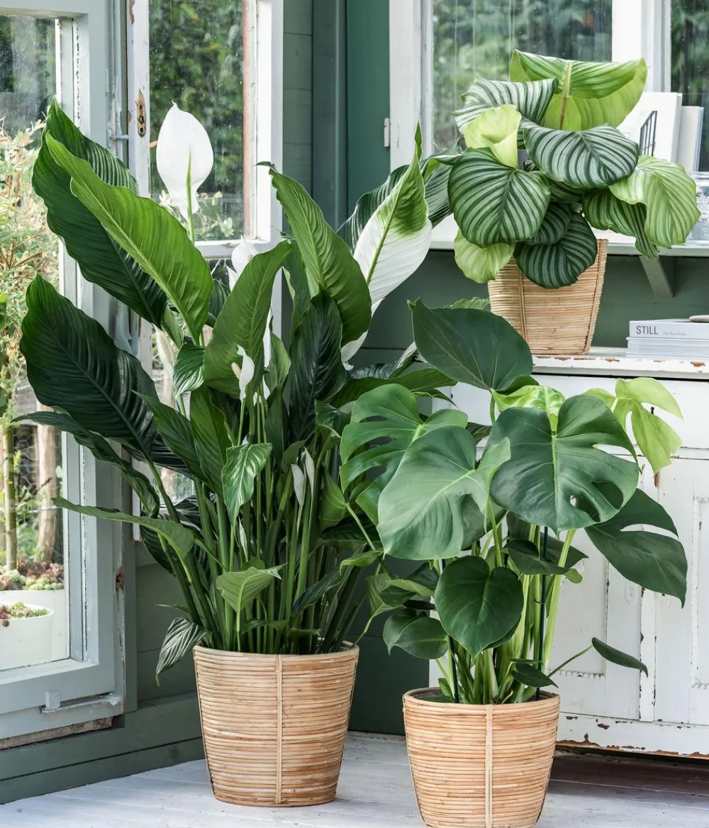 Dehner Rattan-Korb Bibek, konisch, Hellbraun Sale