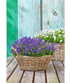 Dehner Mehr Gartendekoration|Blumenampeln & -Schalen - Rattan Pflanzschale mit Henkel, grau/ Braun