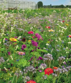 Dehner Blumensamen > Saatband Blumenmischung 'Schmetterlingswiese', L5 m
