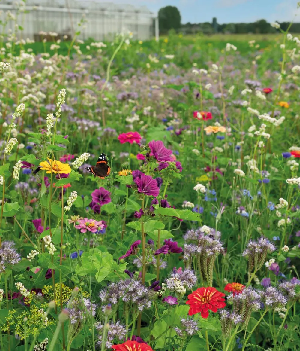 Dehner Blumensamen > Saatband Blumenmischung 'Schmetterlingswiese', L5 m