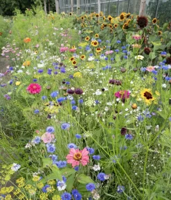 Dehner Blumensamen > Saatband Blumenmischung 'Buntes Bouquet