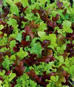 Dehner Gemüsesamen > Saatband Pflücksalat-Mischung 'Französische Gartenfreude', L5 m