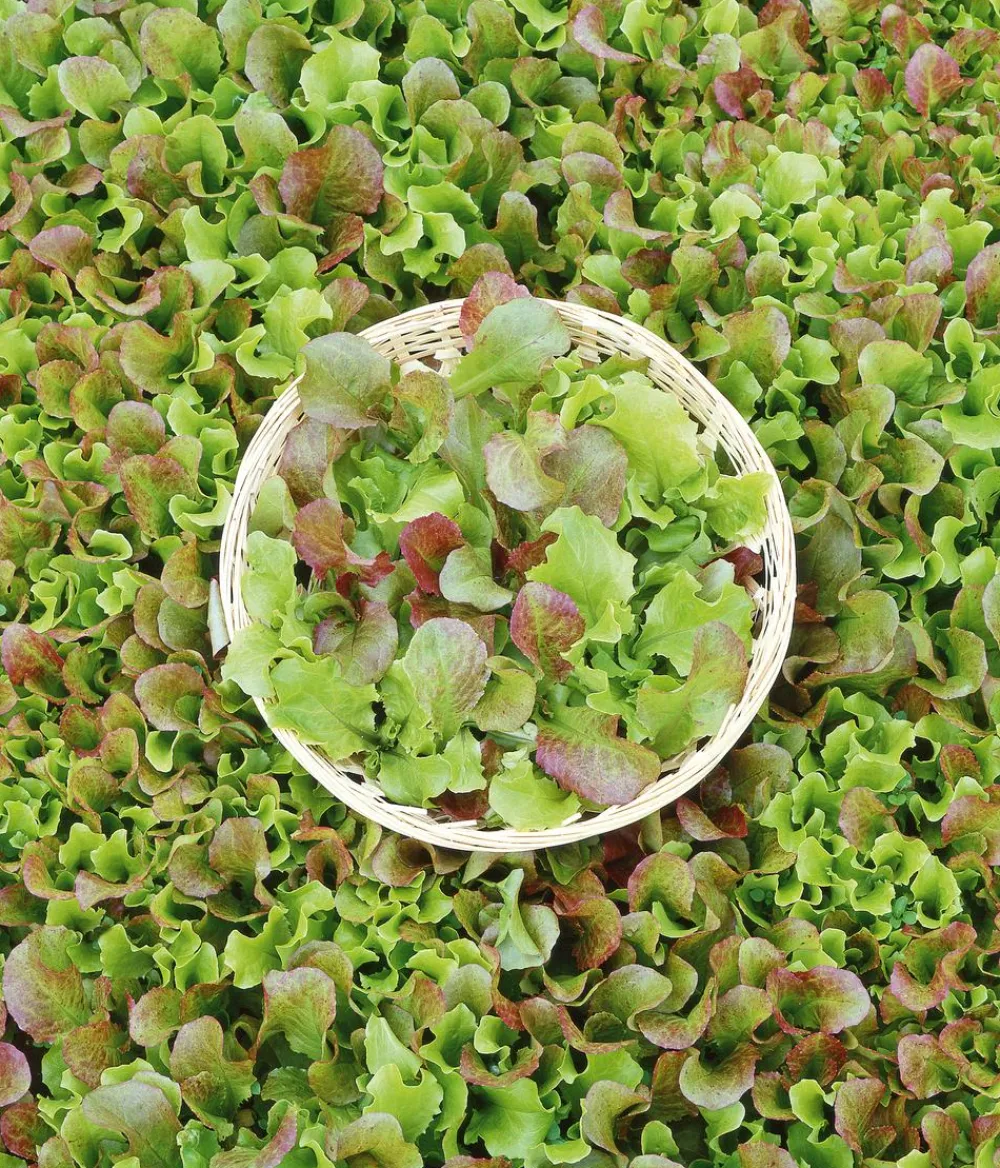Dehner Saatband Pflücksalat-Mischung 'Fitness Pur', L5 m Best