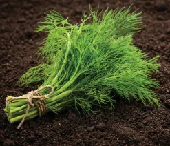 Dehner Kräutersamen > Saatscheiben Dill 'Gewöhnlicher', 3 Stück à Ø 8 cm