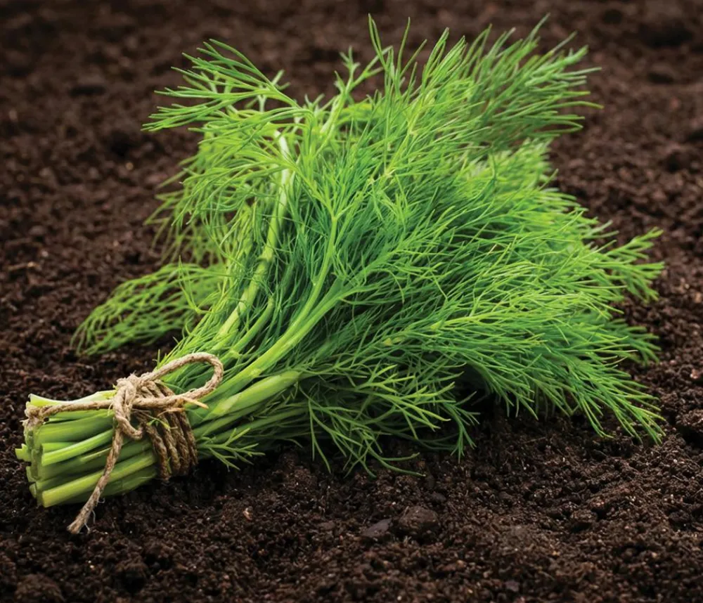 Dehner Kräutersamen > Saatscheiben Dill 'Gewöhnlicher', 3 Stück à Ø 8 cm