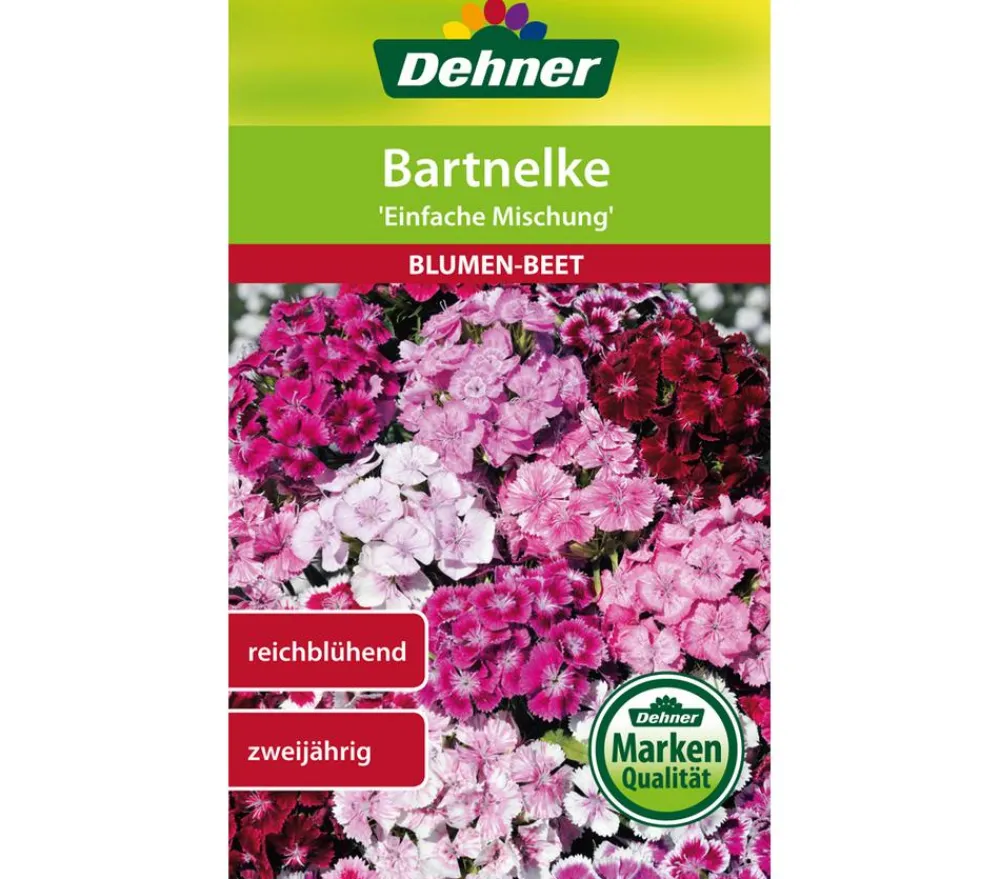Dehner Blumensamen > Samen Bartnelke 'Einfache Prachtmischung'