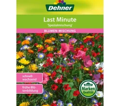 Dehner Samen Blumenmischung 'Last Minute' Bunt New