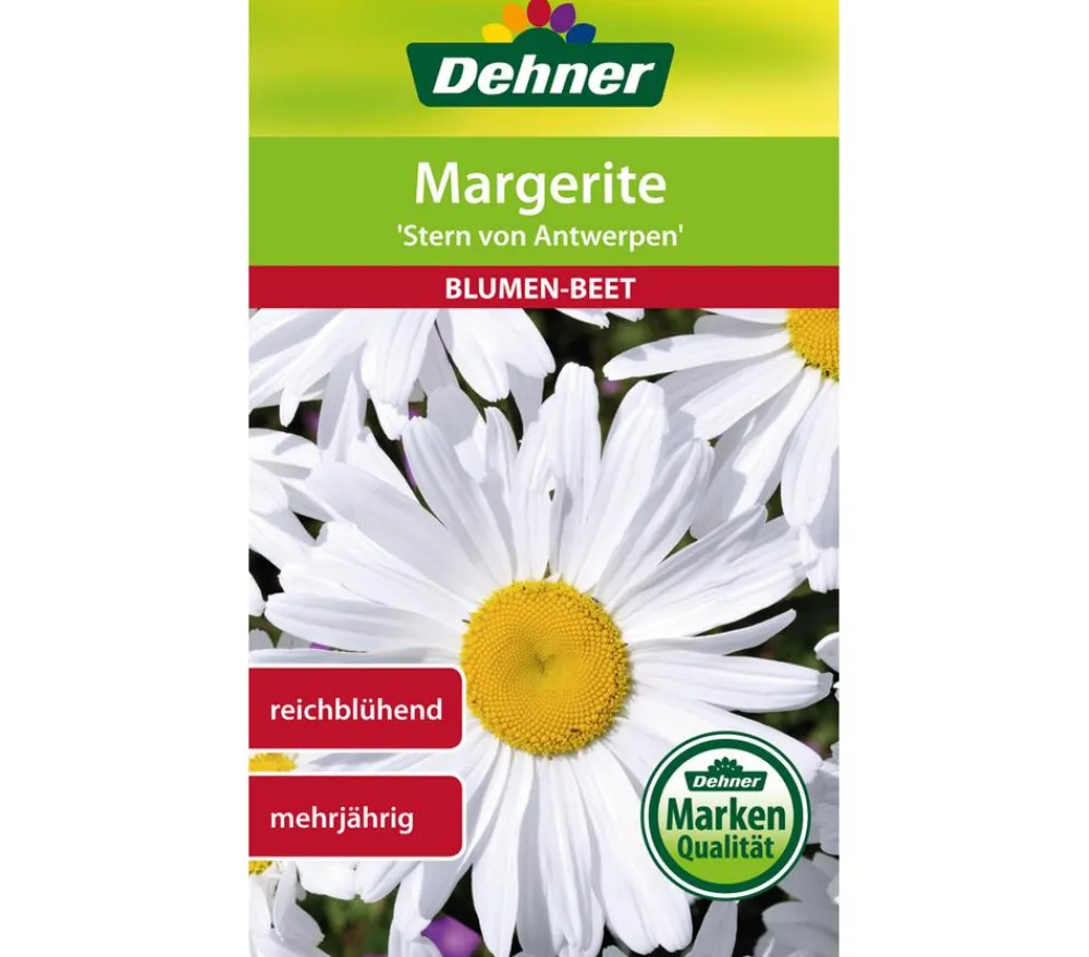Dehner Samen Margerite 'Stern von Antwerpen' Weiß Best