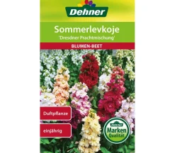 Dehner Blumensamen - Samen Sommerlevkoje 'Dresdner Prachtmischung' Bunt