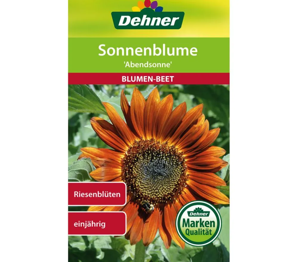 Dehner Samen Sonnenblume 'Abendsonne' Rot Hot