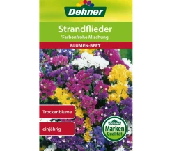 Dehner Samen Strandflieder 'Farbenfrohe Mischung' Bunt Sale