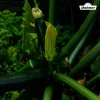 Dehner Samen Zucchini 'Leila' Hot