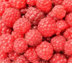 Dehner Himbeeren & Brombeeren|Beerensträucher - s Balkonhimbeere 'Balkonia' Rot
