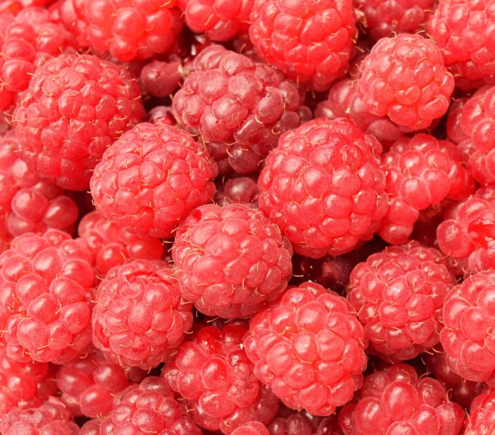 Dehner Himbeeren & Brombeeren|Beerensträucher - s Balkonhimbeere 'Balkonia' Rot