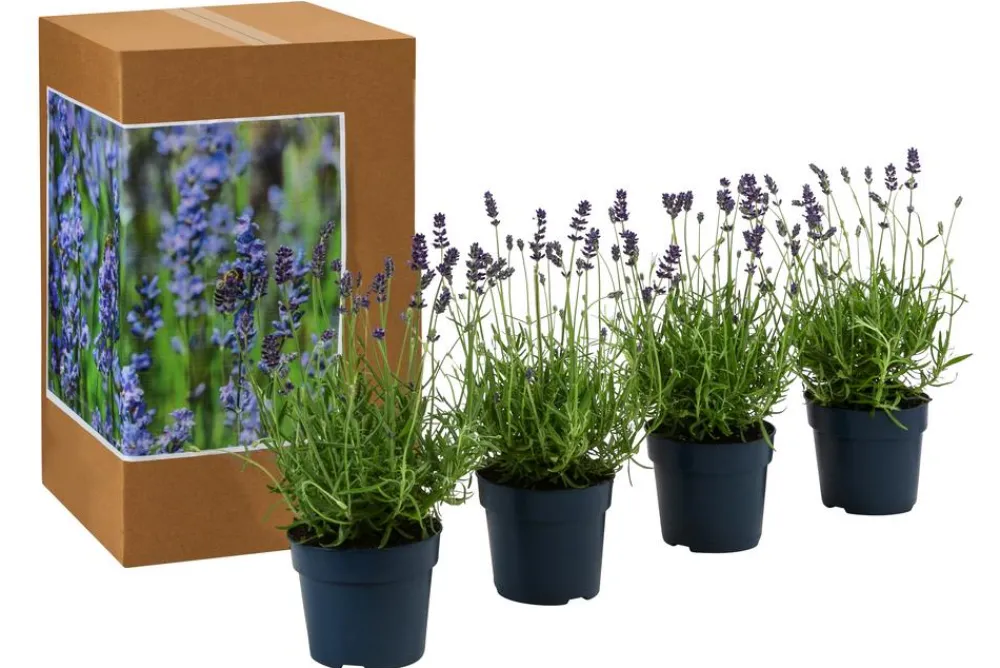 Dehner Lavendel|Gräser- & Stauden-Sets - s Bienen-, 4er-Set Lavendel