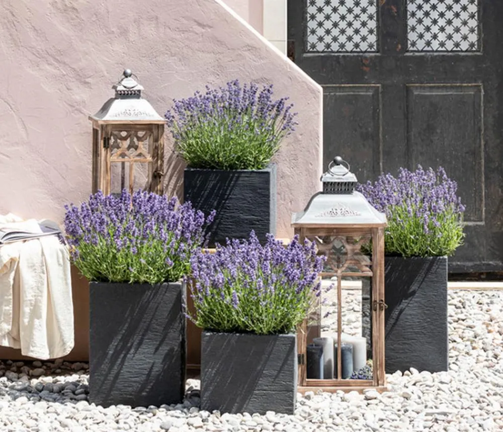 Dehner Lavendel|Gräser- & Stauden-Sets - s Bienen-, 4er-Set Lavendel