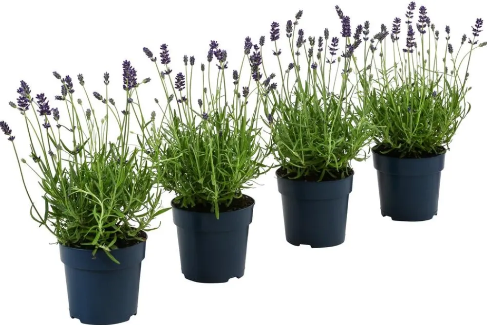 Dehner Lavendel|Gräser- & Stauden-Sets - s Bienen-, 4er-Set Lavendel