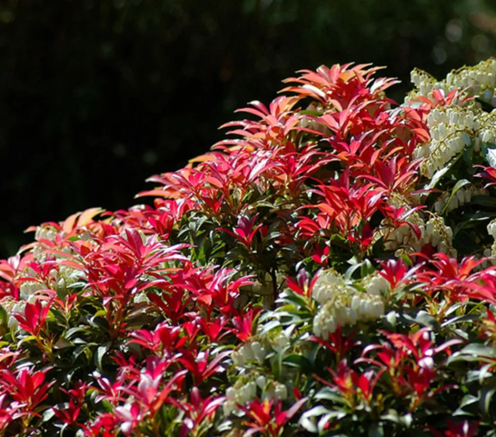 Dehner Blühende Sträucher - Schattenglöckchen, Japanische Lavendelheide 'Forest Flame'