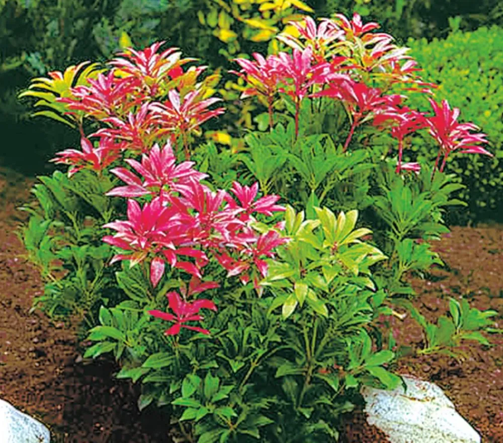 Dehner Blühende Sträucher - Schattenglöckchen, Japanische Lavendelheide 'Forest Flame'