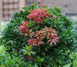 Dehner Schattenglöckchen, Japanische Lavendelheide 'Mountain Fire' New