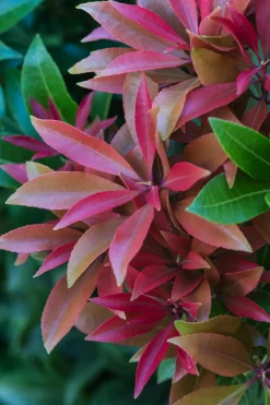 Dehner Blühende Sträucher - Schattenglöckchen, Japanische Lavendelheide 'Mountain Fire'