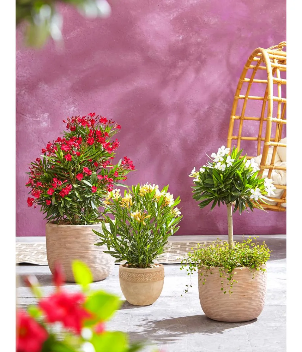 Dehner -Topf Neapel, rund Terrakotta Outlet