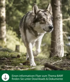 Dehner Wild Nature Nahrungsergänzung Hund > BARF-Ergänzungsfutter für Hunde Grünlippmuschel