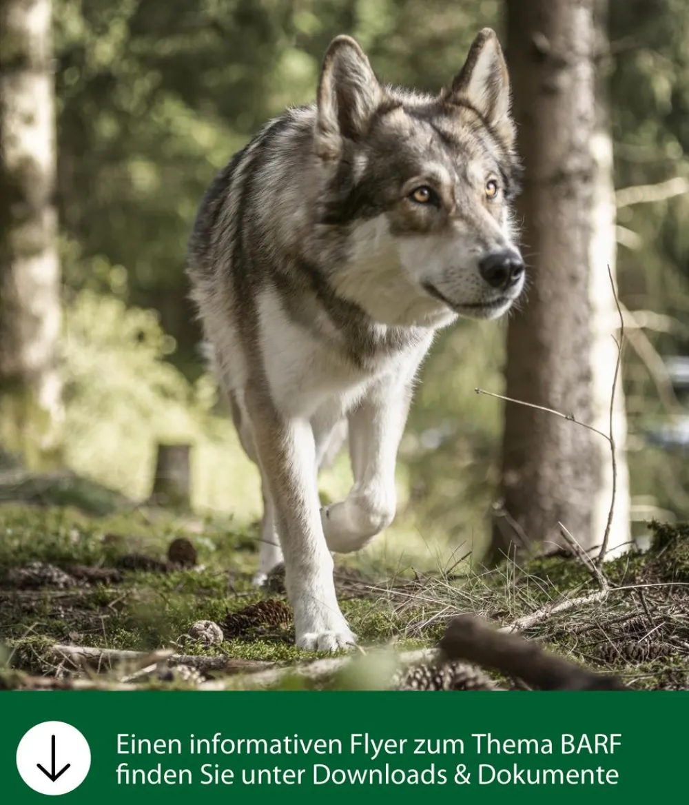 Dehner Wild Nature Nahrungsergänzung Hund - BARF-Ergänzungsfutter für Hunde Karottenwürfel