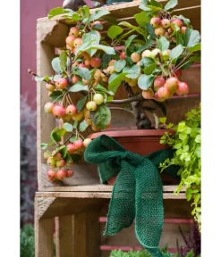 Dehner Pflanzenfolien & Ernteschutz|Mehr Blumentopfzubehör - Winterschutz Jute-Dekoband, ca. L300/B6 cm Dunkelgrün