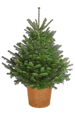 Dehner Pflanzenfolien & Ernteschutz|Mehr Blumentopfzubehör > Winterschutz Kokos-Topf, rund,
