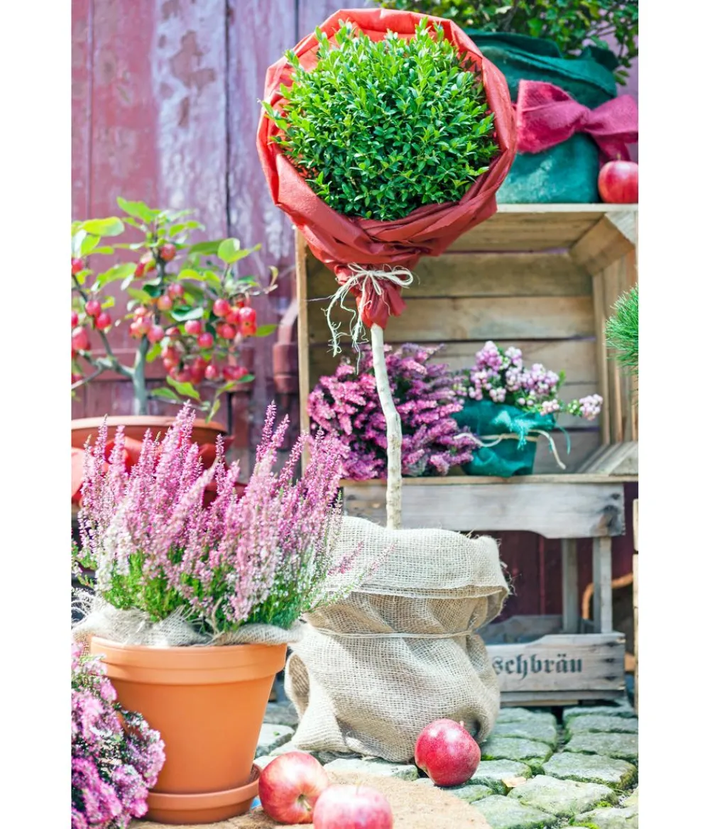 Dehner Pflanzenfolien & Ernteschutz|Mehr Blumentopfzubehör > Winterschutz Vlies