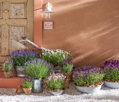 Dehner Pflanzkübel & Blumenkästen - Zinkeimer mit Henkel, Silber