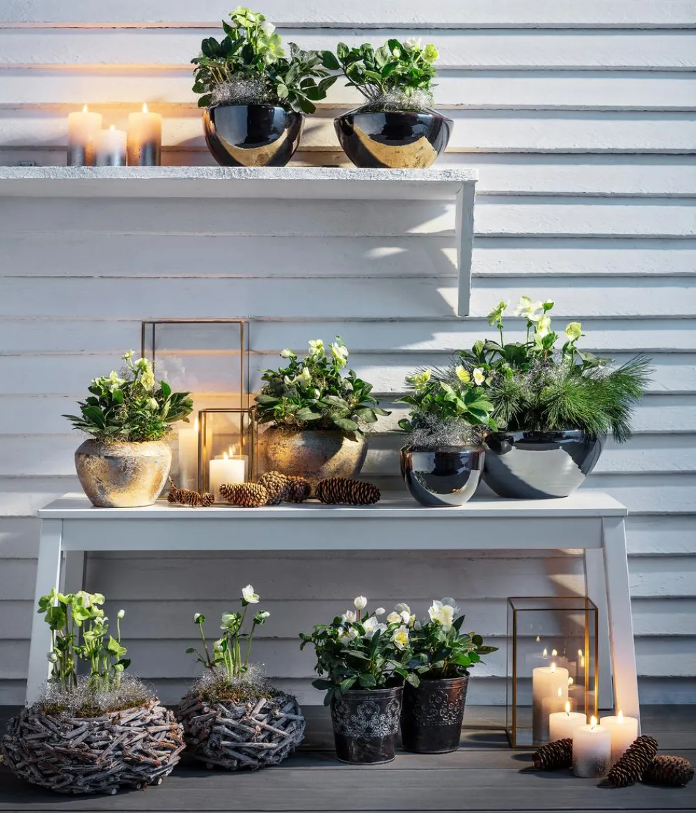 Dehner Pflanzkübel & Blumenkästen > Zinktopf