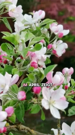 Dehner Obstbäume|Säulenobst & Zwergobst > Zwergapfel 'Croquella'