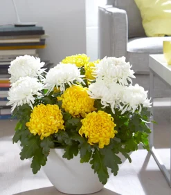 Dehner Terrassenpflanzen > Deko-Chrysantheme
