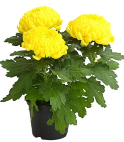 Dehner Terrassenpflanzen > Deko-Chrysantheme