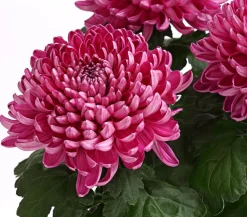 Dehner Deko-Chrysantheme Lila Discount