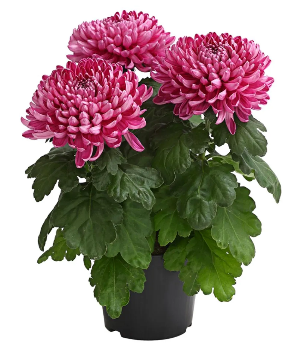 Dehner Deko-Chrysantheme Lila Discount