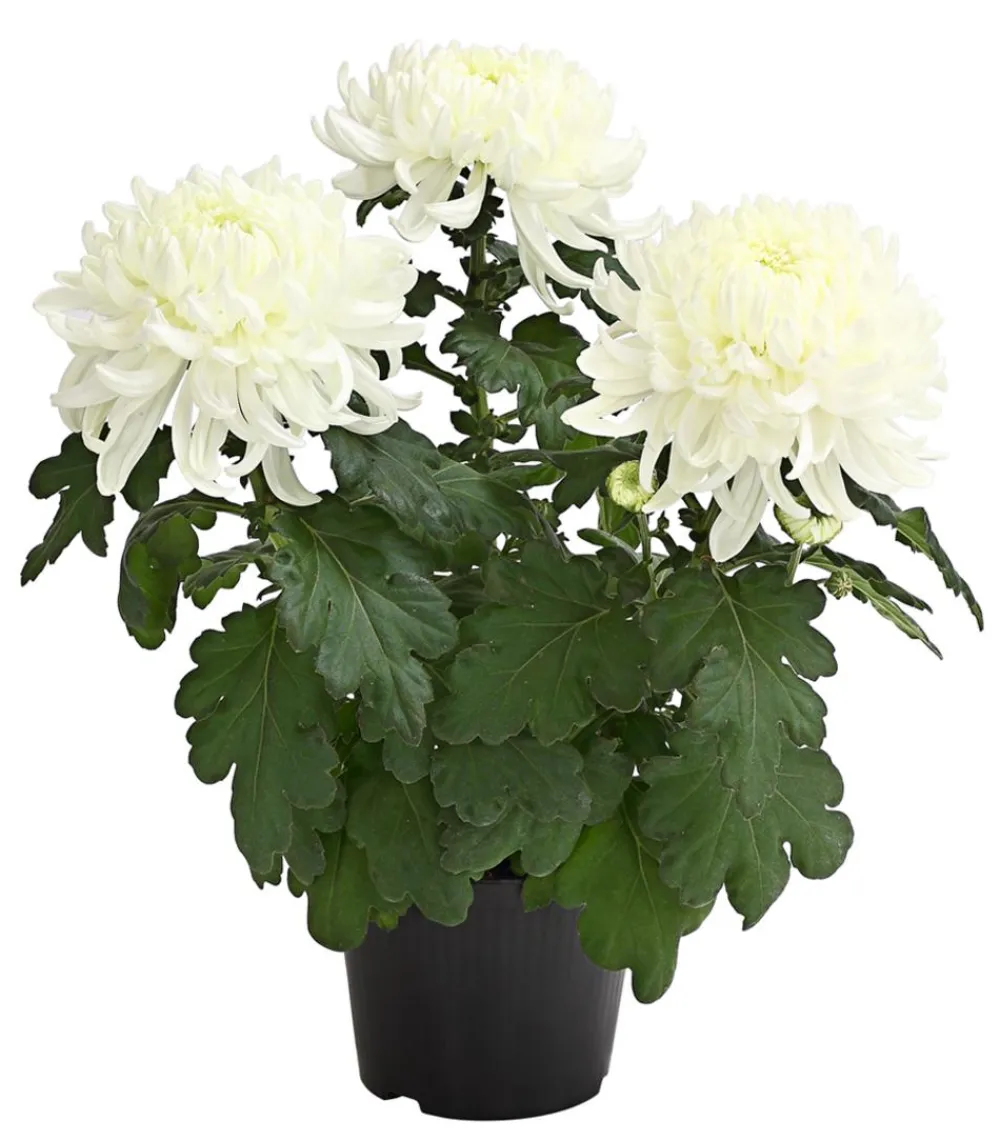 Dehner Terrassenpflanzen - Deko-Chrysantheme Weiß