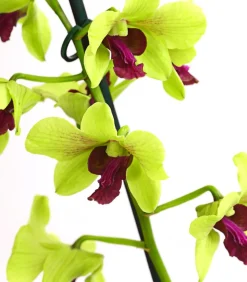 Dehner Dendrobium - Dendrobium cultivaris, verschiedene Sorten Discount